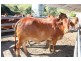 Pinbarren QLD 4568
