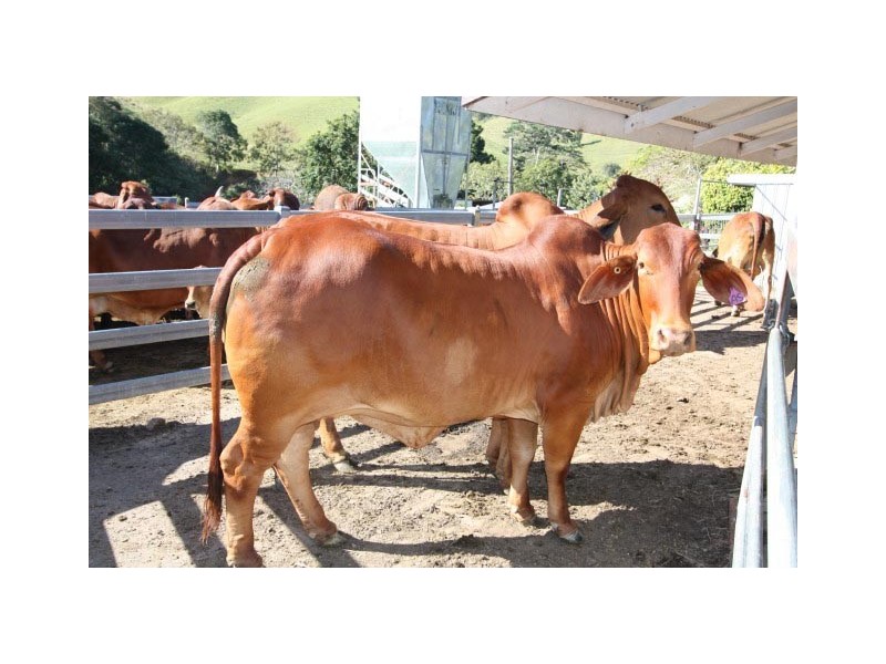 Pinbarren QLD 4568