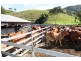 Pinbarren QLD 4568