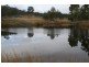 Black Snake QLD 4600