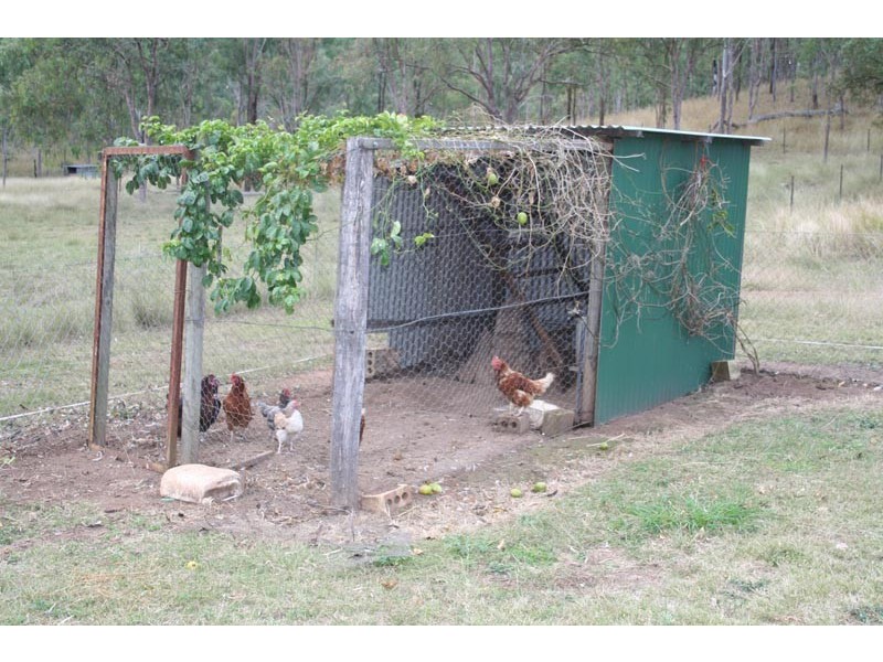 Black Snake QLD 4600
