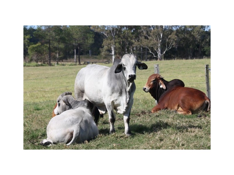Coondoo QLD 4570