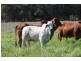 Coondoo QLD 4570