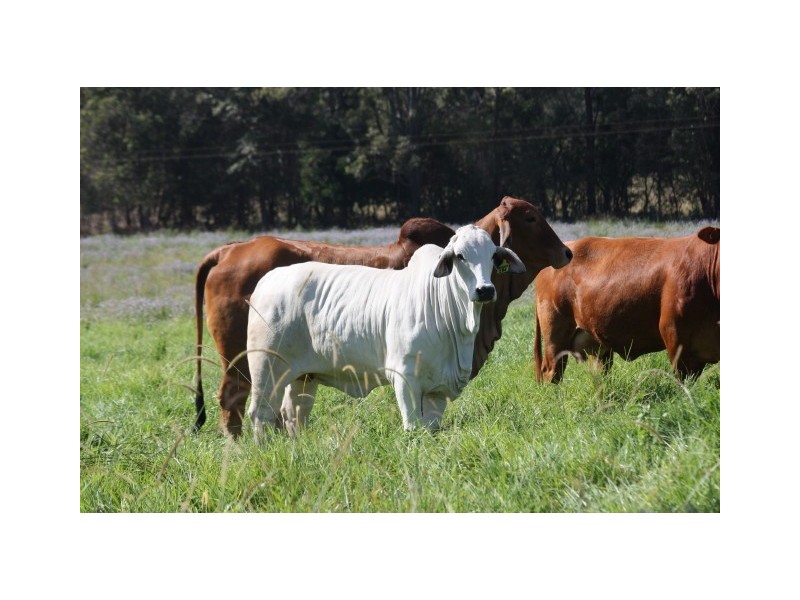 Coondoo QLD 4570