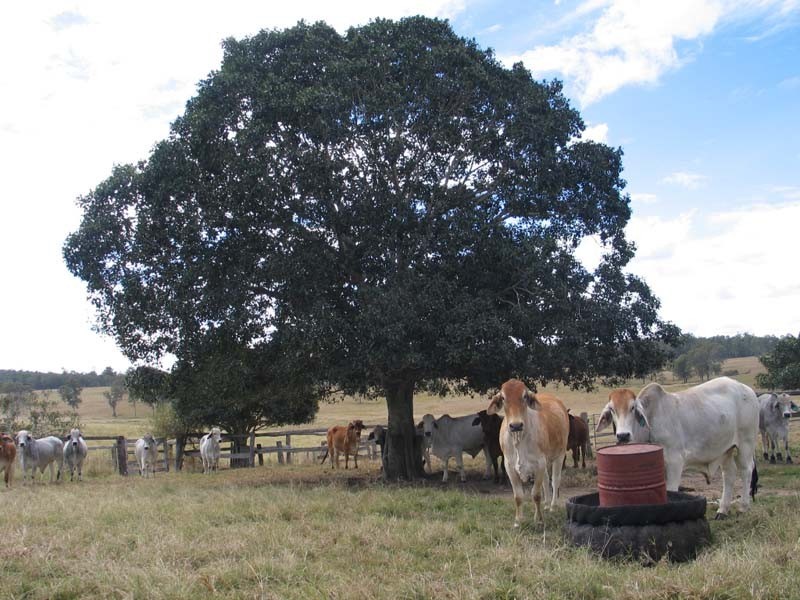 Sexton QLD 4570