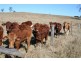 Tansey QLD 4601