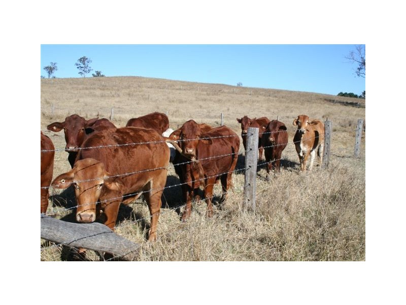 Tansey QLD 4601