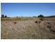 Mothar Mountain QLD 4570
