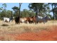 Mareeba QLD 4880
