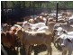 Mareeba QLD 4880
