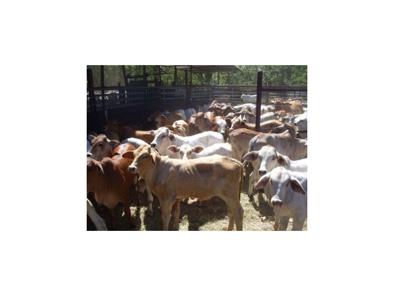 Mareeba QLD 4880
