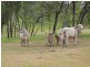 Mareeba QLD 4880