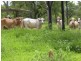 Mareeba QLD 4880