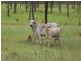 Mareeba QLD 4880