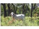 Mareeba QLD 4880
