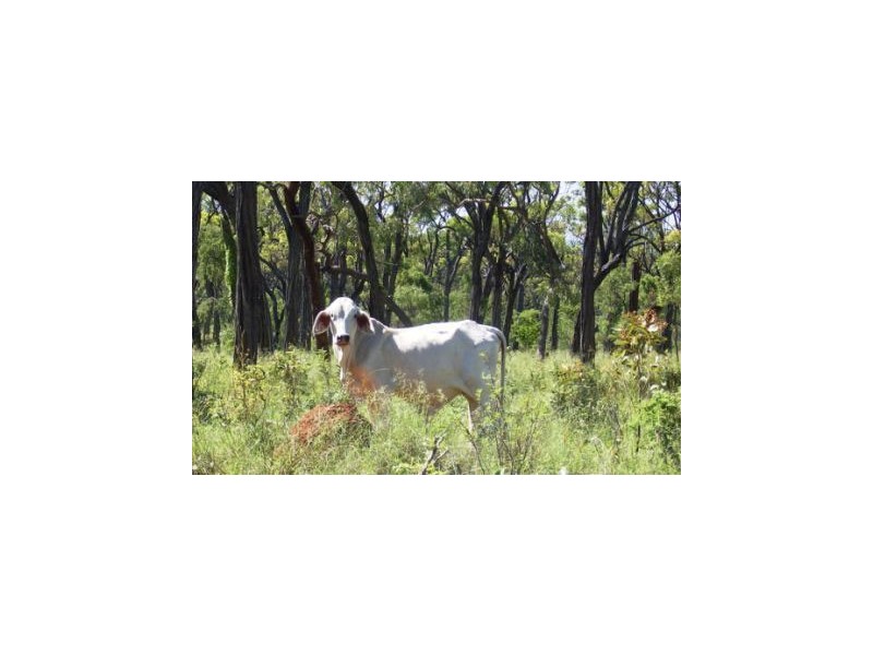 Mareeba QLD 4880