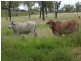 Mareeba QLD 4880