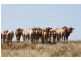 Lower Wonga QLD 4570