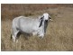 Lower Wonga QLD 4570