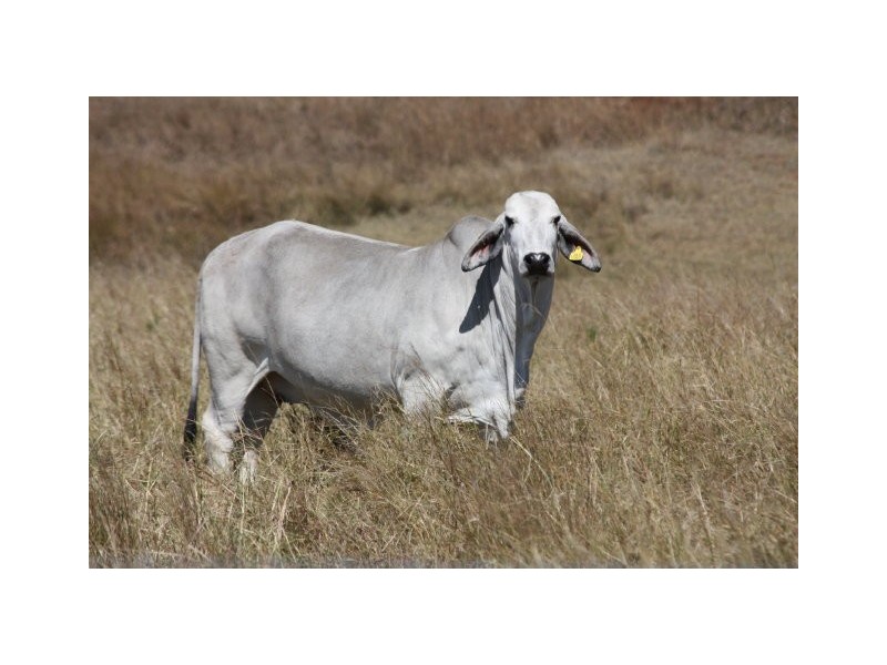 Lower Wonga QLD 4570