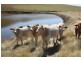 Lower Wonga QLD 4570