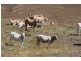 Lower Wonga QLD 4570