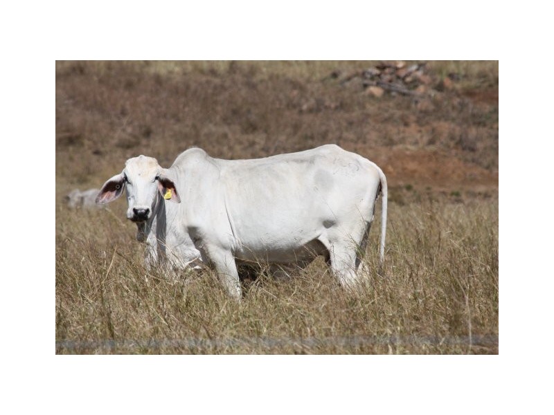 Lower Wonga QLD 4570