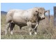 Lower Wonga QLD 4570