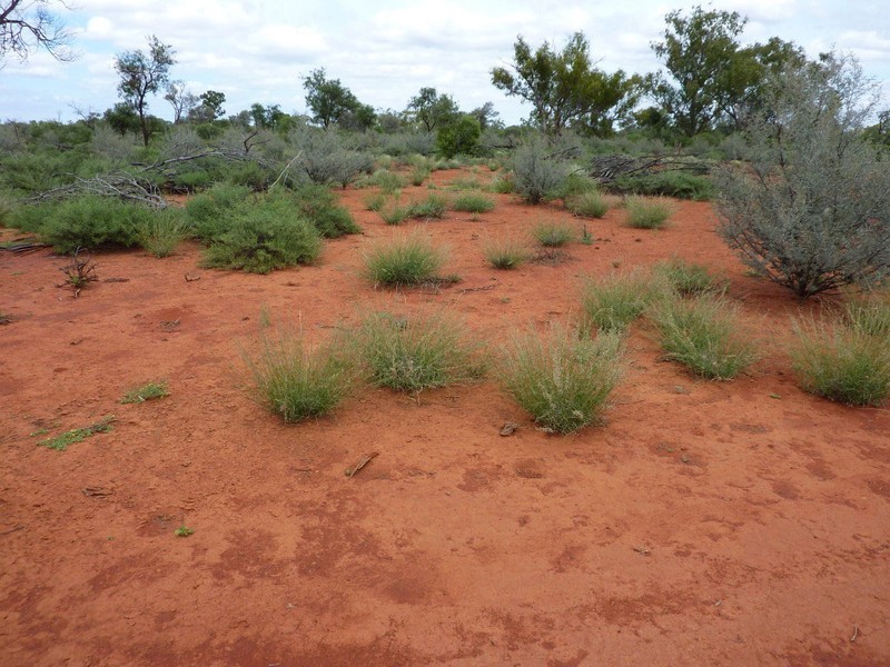 Eulo QLD 4491