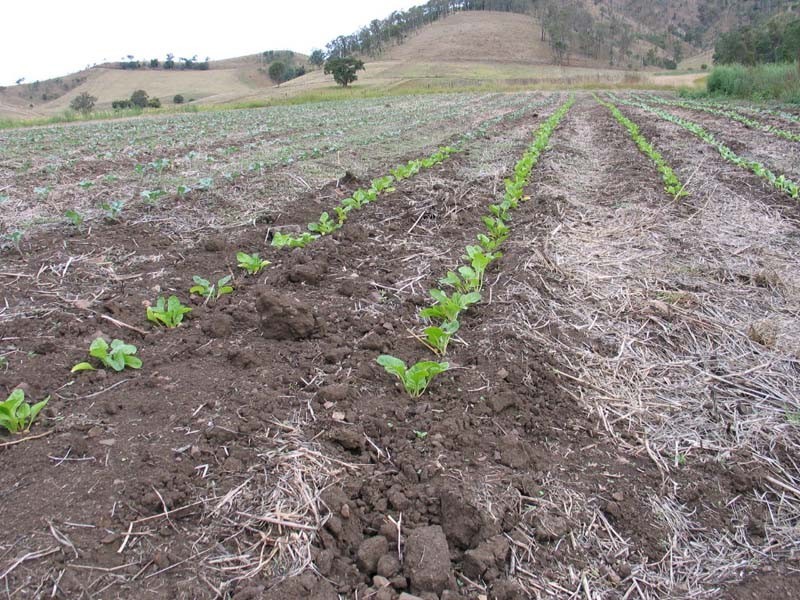 Glastonbury QLD 4570