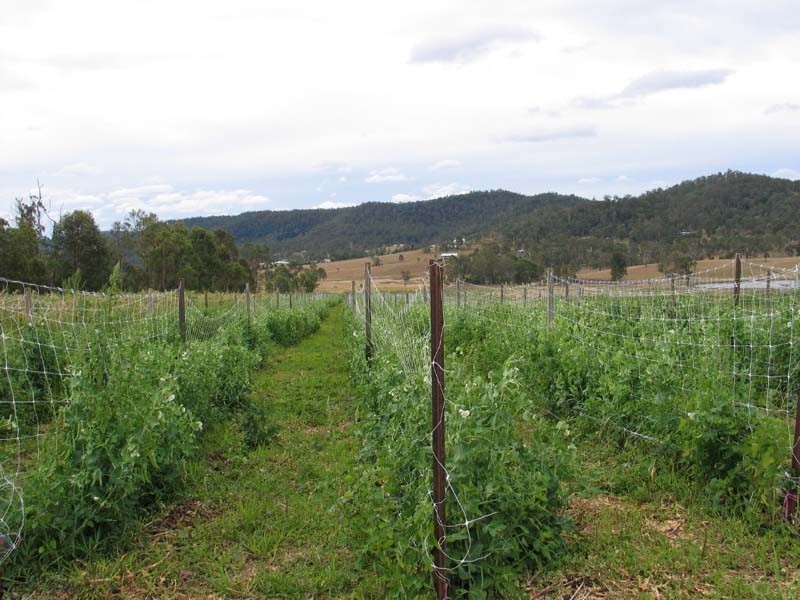 Glastonbury QLD 4570