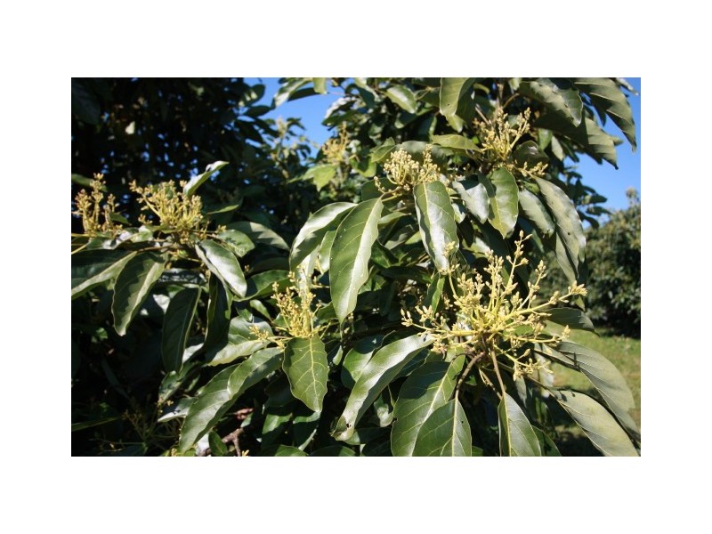 Marys Creek QLD 4570