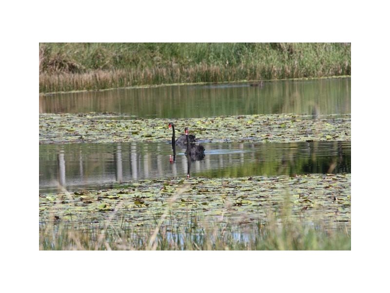 Cooroy Mountain QLD 4563