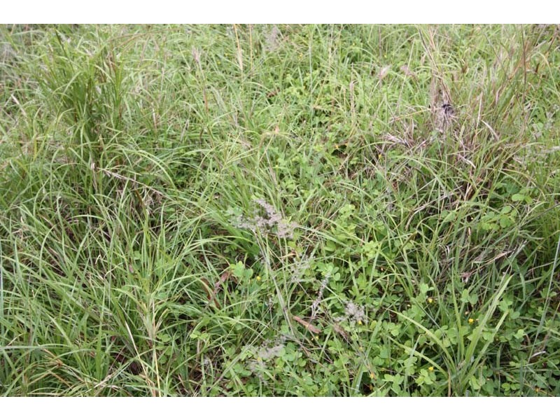 Lower Wonga QLD 4570