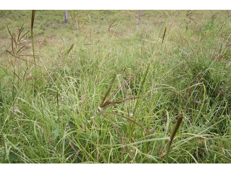 Lower Wonga QLD 4570