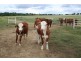 Wondai QLD 4606