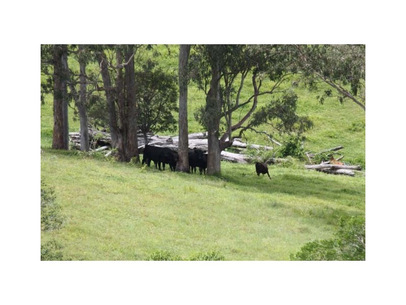 Wolvi QLD 4570