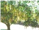 Wolvi QLD 4570