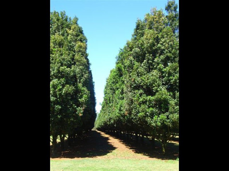 Wolvi QLD 4570