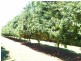 Wolvi QLD 4570