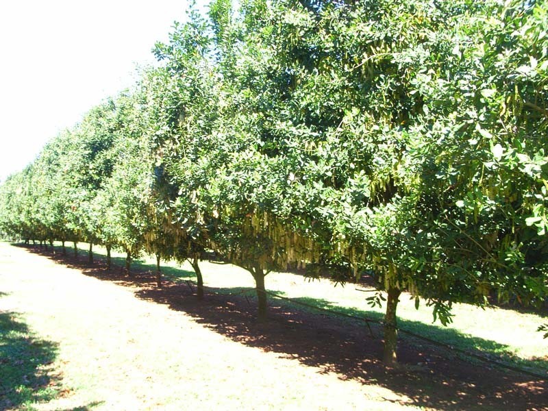 Wolvi QLD 4570