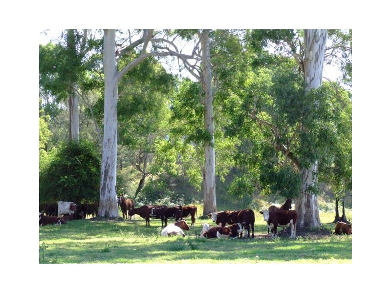 Conondale QLD 4552