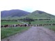 Conondale QLD 4552