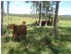 Glenwood QLD 4570