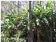 Wolvi QLD 4570