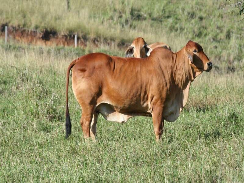 33 Gibson Road, Mooloo QLD 4570