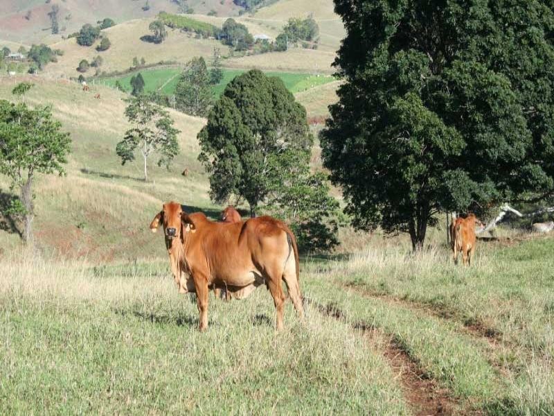 33 Gibson Road, Mooloo QLD 4570