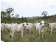 Tansey QLD 4601