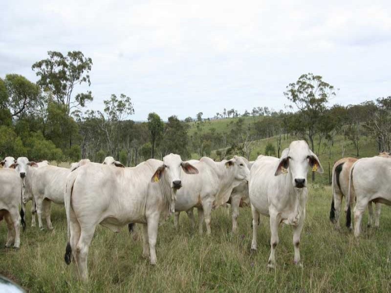 Tansey QLD 4601