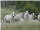 Tansey QLD 4601